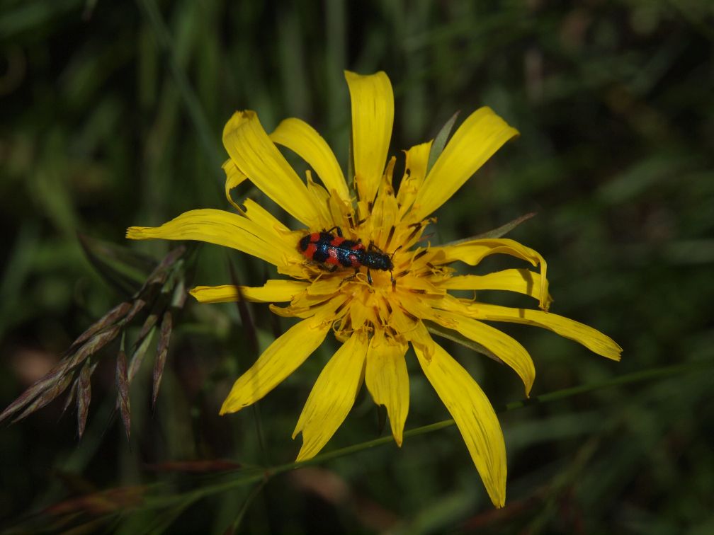 Bienenkäfer auf Bocksbart